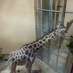 Giraffe Barn