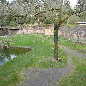 Giraffe/Speke's Gazelle/Ground Hornbill Exhibit
