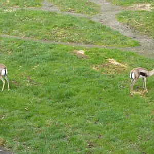 Speke's Gazelles