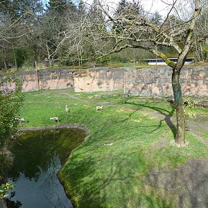 Giraffe/Speke's Gazelle/Ground Hornbill Exhibit