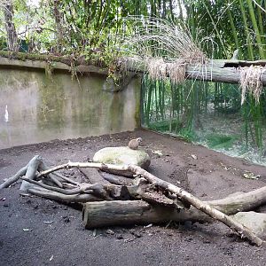 Meerkat Exhibit