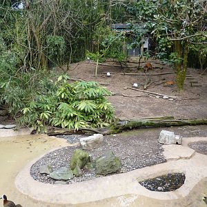 Red-Flanked Duiker/Ibis/Stork Exhibit