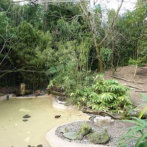 Red-Flanked Duiker/Ibis/Stork Exhibit