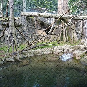 Allen's Swamp Monkey/Colobus Exhibit