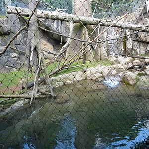 Allen's Swamp Monkey/Colobus Exhibit