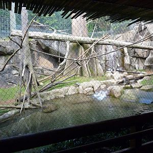 Allen's Swamp Monkey/Colobus Exhibit