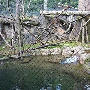 Allen's Swamp Monkey/Colobus Exhibit