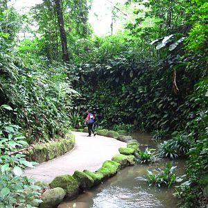 African Waterfall Aviary