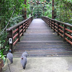 African Waterfall Aviary - Helmeted Guinea Fowl