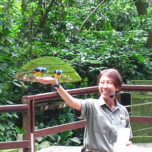 African Waterfall Aviary - Starling Feeding