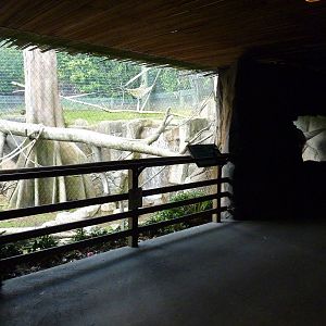 Allen's Swamp Monkey/Colobus Exhibit