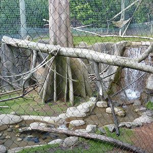 Allen's Swamp Monkey/Colobus Exhibit