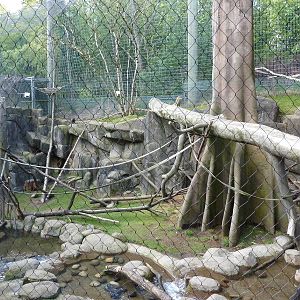 Allen's Swamp Monkey/Colobus Exhibit