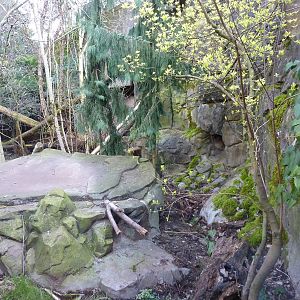 Amur Leopard Exhibit