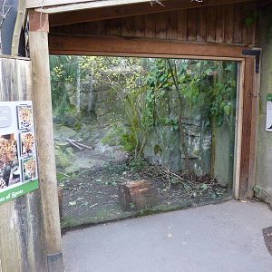 Amur Leopard Exhibit