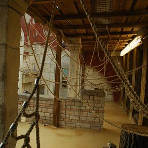 Hanumanlangur indoors