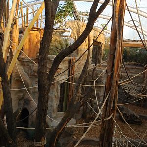 Orang-Utan indoor enclosure 1