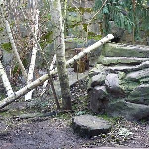 Amur Leopard Exhibit