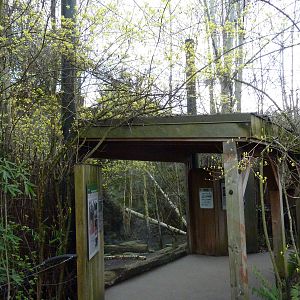 Amur Leopard Exhibit