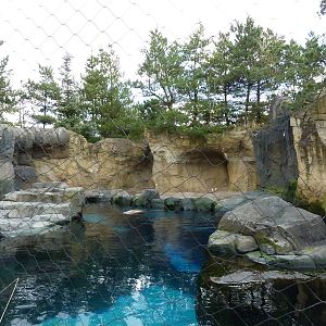 Steller's Sea Lion Exhibit
