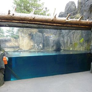 Sea Otter Exhibit