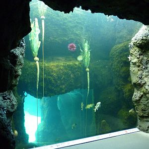 Kelp Forest Exhibit