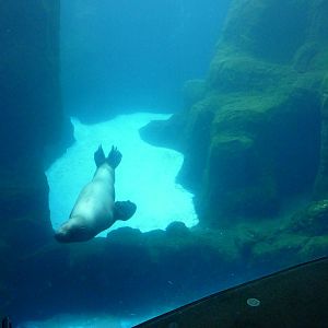 Steller's Sea Lion Exhibit