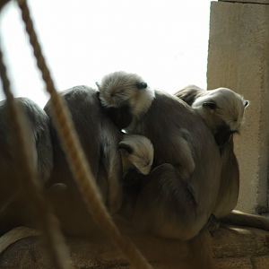 Hanumanlangurs