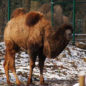 Bactrian Camel