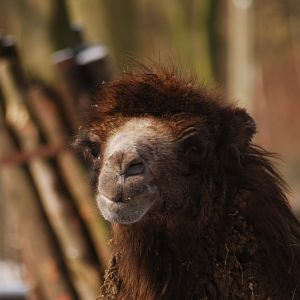 Bactrian Camel