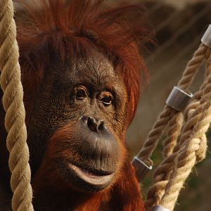 Orang-Utan