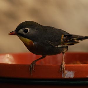 Peking Robin