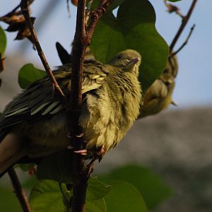 Pink-necked Green-pigeon