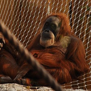 Sumatran Orang-Utan