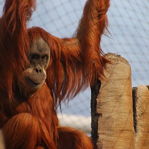 Sumatran Orang-Utan