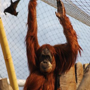 Sumatran Orang-Utan