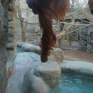 Sumatran Orang-Utan with small-clawed otters