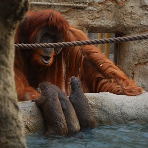 Sumatran Orang-Utan Schubbi with Small-clawed otters