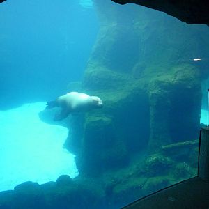 Steller's Sea Lion Exhibit