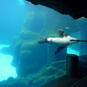 Steller's Sea Lion Exhibit