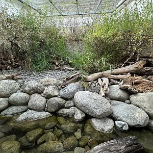Grass Snake & Tessellated Snake Exhibit