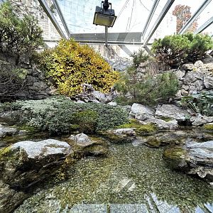 Alpine Newt Exhibit