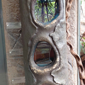 Matamata - tarantula exhibits