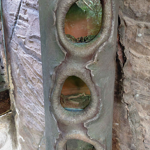 Matamata - tarantula exhibits