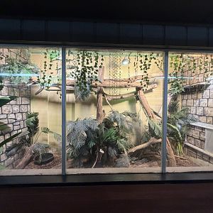 crocodile monitor exhibit