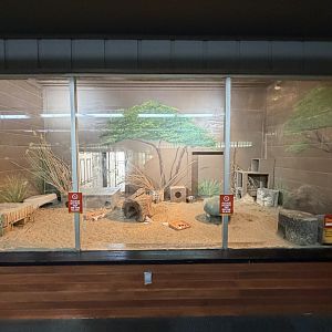 indoor fennec fox exhibit