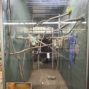 goffin's cockatoo exhibit