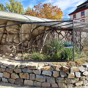 Emperor tamarin outdoor exhibit