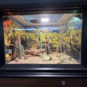 mexican beaded lizard exhibit