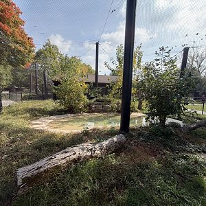 snow leopard exhibit